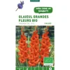 Hot BOTANIC® Glaïeul à grandes fleurs Mascagni bio rouge - 5 bulbes