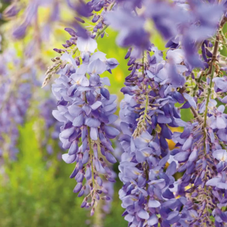 Clearance BOTANIC® Glycine SINENSIS BLEU. Le pot de 1,3 litres