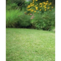 Online BOTANIC® Graines de gazon à semer de regarnissage pour rénovation - 1 kg