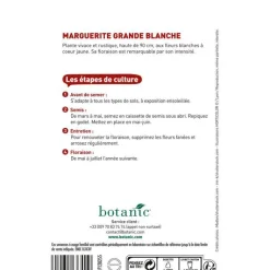 Online BOTANIC® Graines de grande marguerite blanche - graines à semer