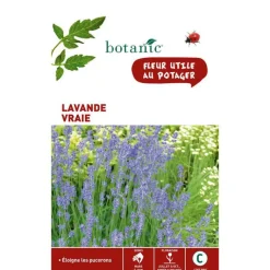 Hot BOTANIC® Graines de lavande variée - graines à semer