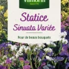 Hot VILMORIN Graines de Statice Sinuata variée - graines à semer