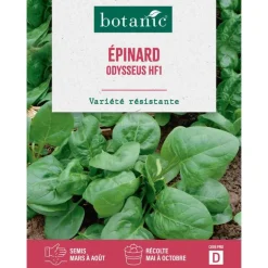 Clearance BOTANIC® Graines d'épinard odysseus HF1 - graines à semer