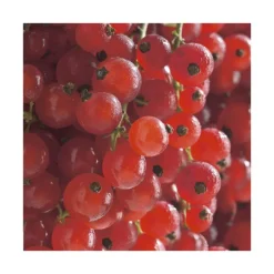 Sale BOTANIC® Groseillier A Grappe Delbard Giganta®. Le pot de 2 litres