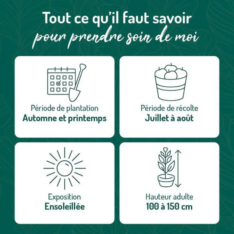 New BOTANIC® Groseillier A Grappe London Market Bio. Le pot de 2 litres