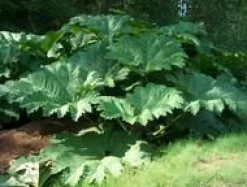 Gunnera Manicata - Le pot de 3 litres