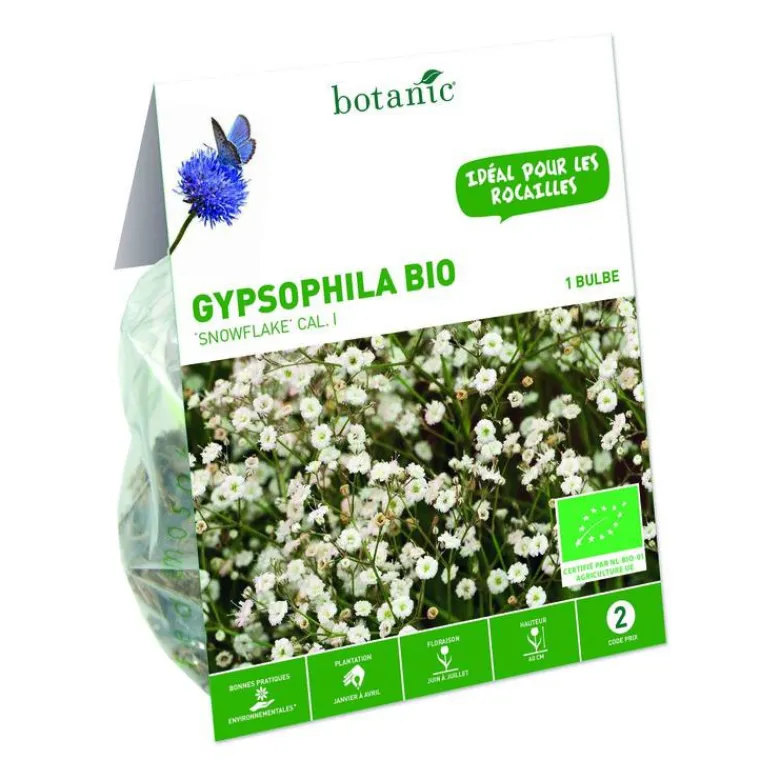 New BOTANIC® Gypsophile Paniculata Snowflake bio blanc - 1 bulbe