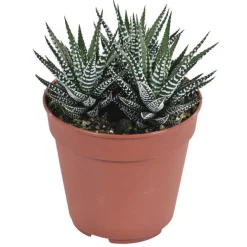 Hot HAWORTHIA BIG BAND