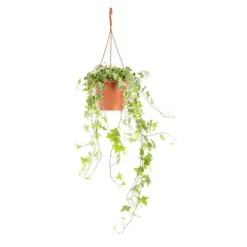 Hot Hedera Gold Child Panaché suspension Ø17xH70 cm