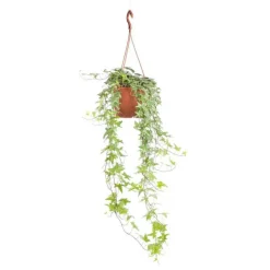 Best Hedera Kloster suspension Ø19xH100 cm