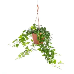 Best Hedera suspension Ø19xH50 cm