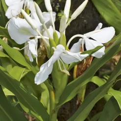 Online BOTANIC® Hedychium coronarium pot de 3 litres