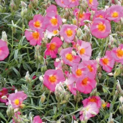 Online BOTANIC® Helianthème Rose Vif - Le pot de 9 x 9 cm