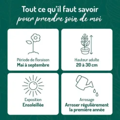 Sale BOTANIC® Helianthème Wisley Pink - Le pot de 9 x 9 cm