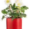 Outlet BOTANIC® Hellébore cache-pot céramique rouge - Ø 13,5 cm