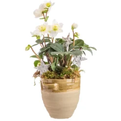 Sale BOTANIC® Hellébore en pot antique terre cuite