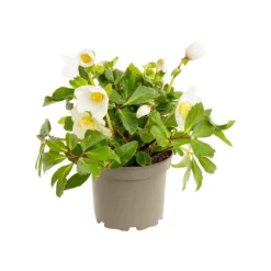 Discount BOTANIC® Hellébore (ou Rose de Noël) blancHE HGC® DIVA® - Le pot de 1,5 litres