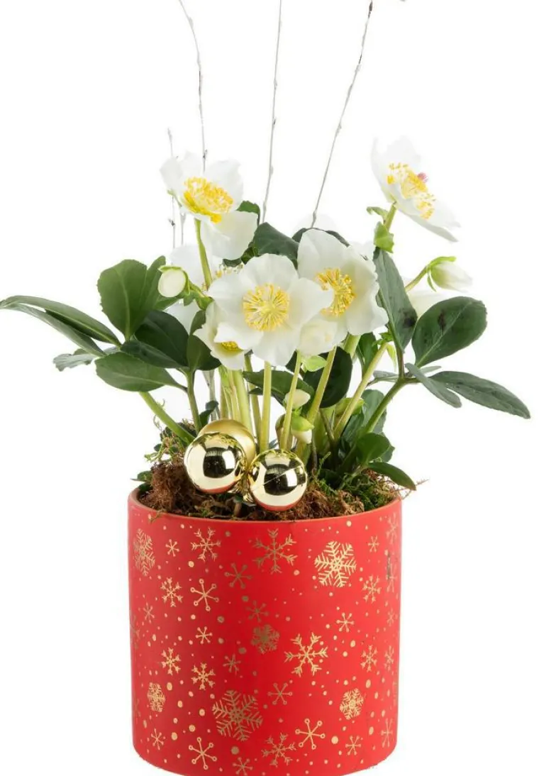 Outlet BOTANIC® Hellébore pot rouge étoile - Ø 13,5 cm