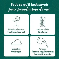 Discount BOTANIC® Helxine Doree - Le pot de 9 x 9 cm