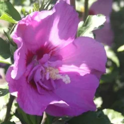 Clearance Hibiscus Syriacus ou Althéa Lavender Chiffon rose. Le pot de 4 litres