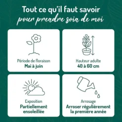 Clearance BOTANIC® Hémérocalle - Le pot de 9 x 9 cm