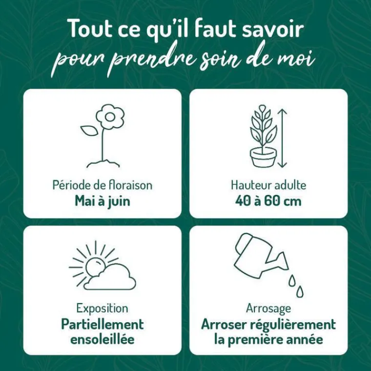 Clearance BOTANIC® Hémérocalle - Le pot de 9 x 9 cm