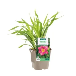 Discount BOTANIC® Hémérocalle ‘Persian Market’ - Le pot de 2 litres