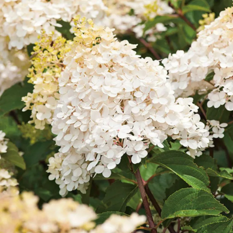 Best BOTANIC® Hortensia paniculé Phantom blanc. Le pot de 3 litres