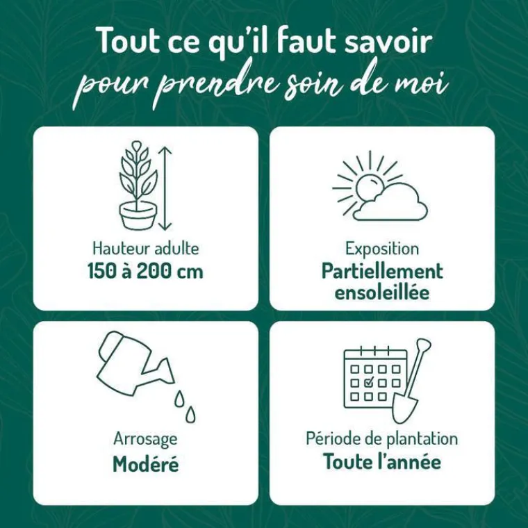 Best BOTANIC® Hortensia paniculé Phantom blanc. Le pot de 3 litres