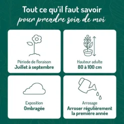 Hot BOTANIC® Hosta Aureomarginata - Le pot de 9 x 9 cm