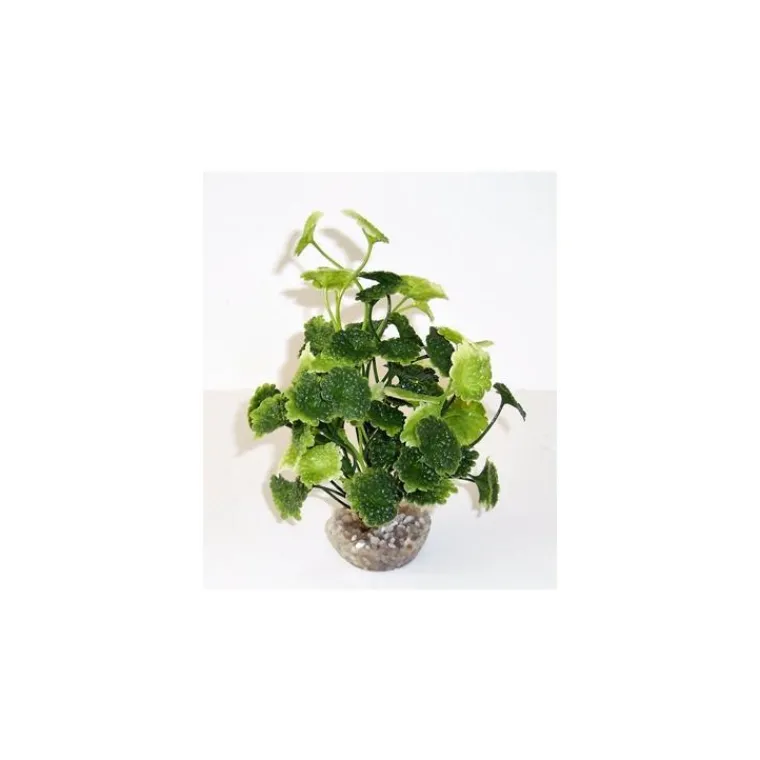 LABEO Hydrocolite vert en plastique 19 cm