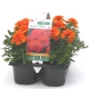 New BOTANIC® Œillet d'Inde orange - Le pack de 6 plants