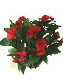 Sale BOTANIC® Impatiens - Le pack de 6 plants