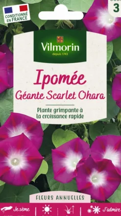 Outlet VILMORIN Ipomée Géante Scarlet Ohara - graines à semer