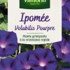 Clearance VILMORIN Ipomée Volubilis Pourpre - graines à semer