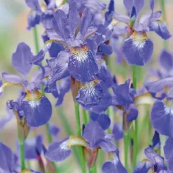Clearance BOTANIC® Iris de Sibérie bleu godet 9x9 cm