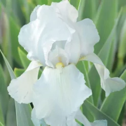 Online BOTANIC® Iris des jardins Glacier - Le pot de 1 litre