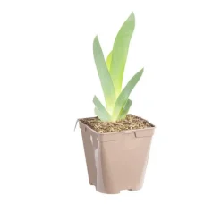 Online BOTANIC® Iris des jardins Glacier - Le pot de 1 litre