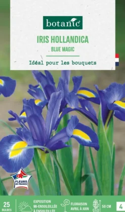 Hot BOTANIC® Iris hollandica blue magic - 25 bulbes