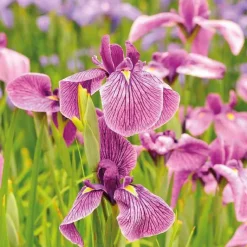 Best BOTANIC® Iris japonais godet 9x9 cm