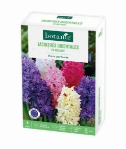 Discount BOTANIC® Jacinthe - 8 bulbes