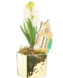 Hot BOTANIC® Jacinthe en cache-pot doré - Ø 8 cm