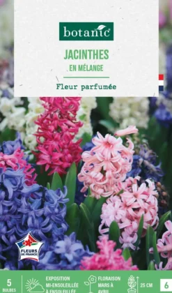 Clearance BOTANIC® Jacinthe en mélange - 5 bulbes