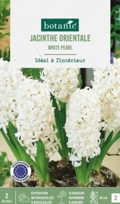 Clearance BOTANIC® Jacinthe intérieur white pearl - 2 bulbes