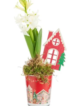 Best BOTANIC® Jacinthe x 1 pot zinc rouge décor village - Ø 8 cm