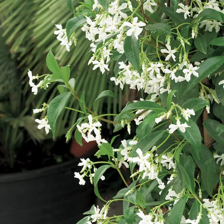 Discount BOTANIC® Jasmin étoilé. Le pot de 1,3 litres