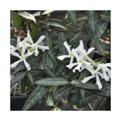 Online BOTANIC® Jasmin étoiléSPERMUM WILSONII. Le pot de 3 litres