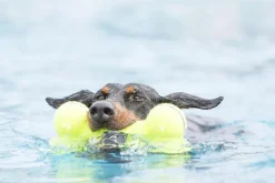 Sale KONG Jouet pour chien Airdog Dumbbell coloris jaune - Taille L