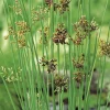 BOTANIC® Juncus inflexus glaucus pot de 3 litres