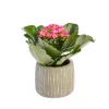 Hot Kalanchoé baby avec cache-pot Ø 6 cm